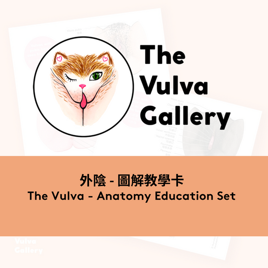 The Vulva Anatomy Education Set - Chinese version