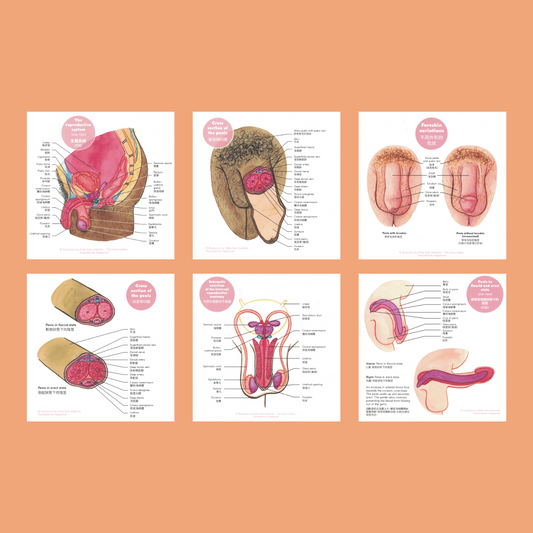 The Penis Anatomy Education Print Set - Chinese version