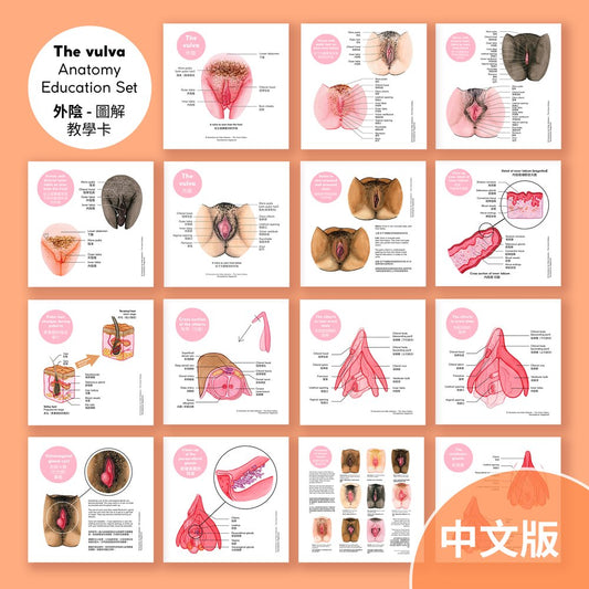 The Vulva Anatomy Education Set - Chinese version