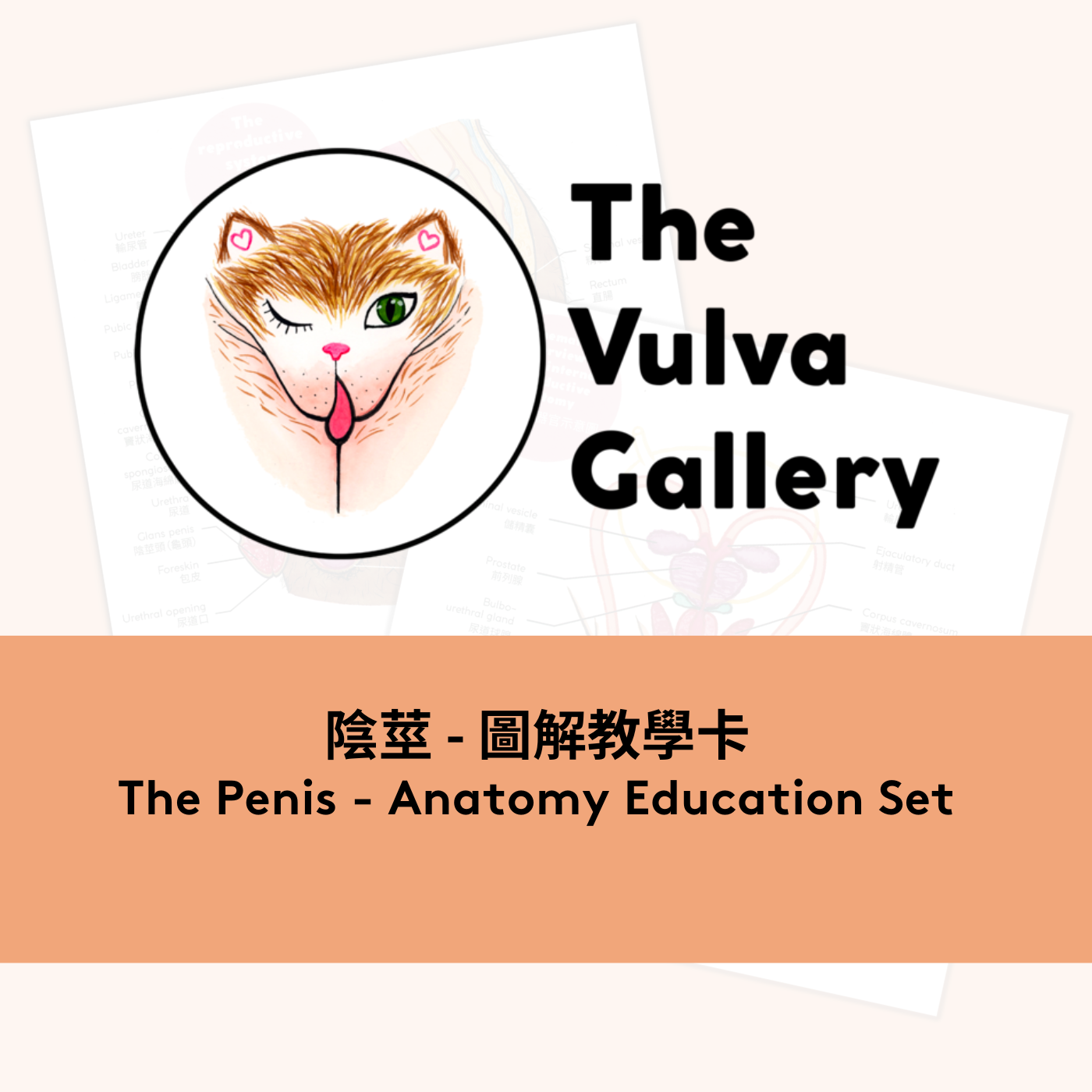 The Penis Anatomy Education Print Set - Chinese version