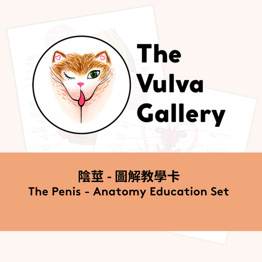 The Penis Anatomy Education Print Set - Chinese version
